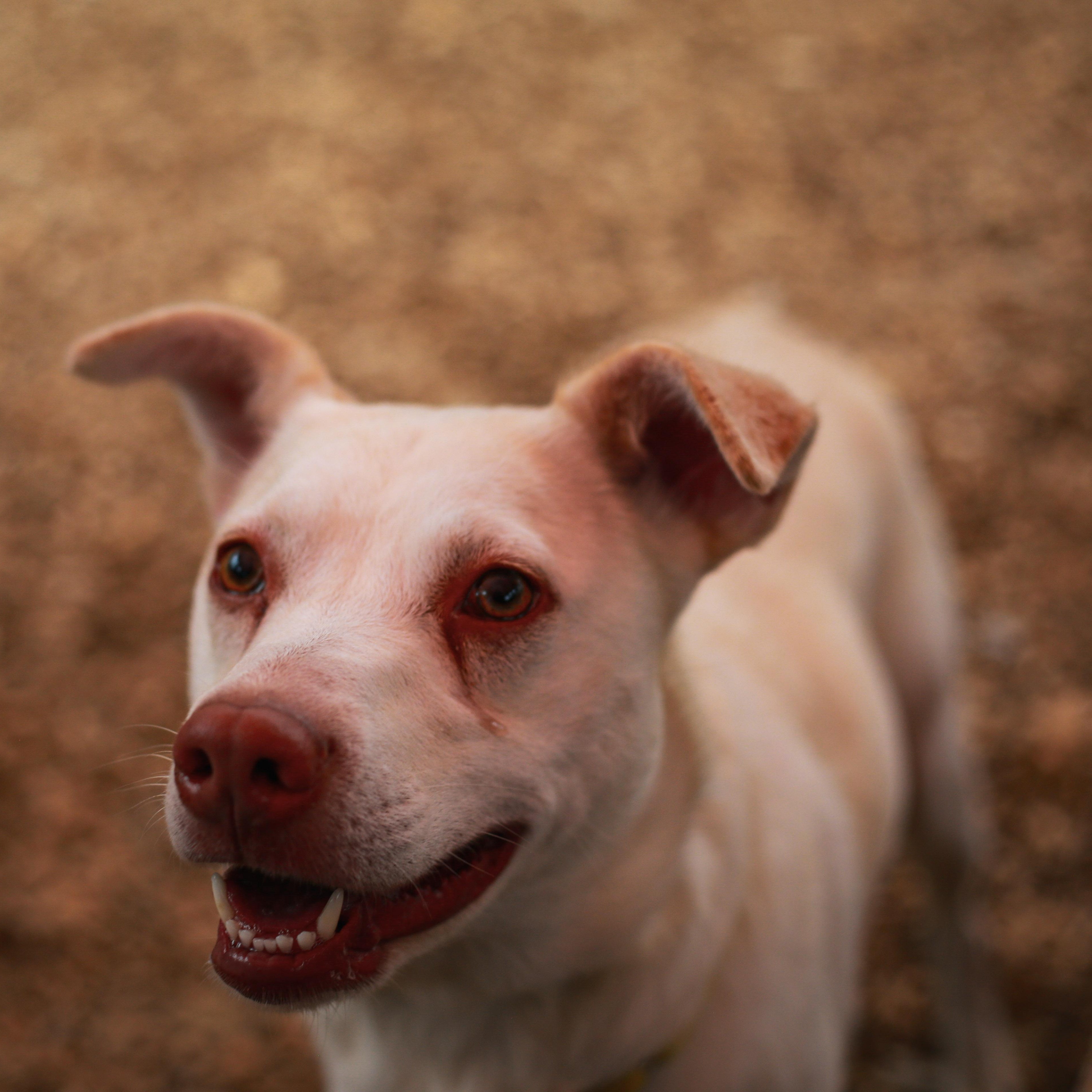 Enlarge Trix- Perfect Size Girl, a ADOPTABLE Mixed Breed in Grass Valley, CA image 4/4