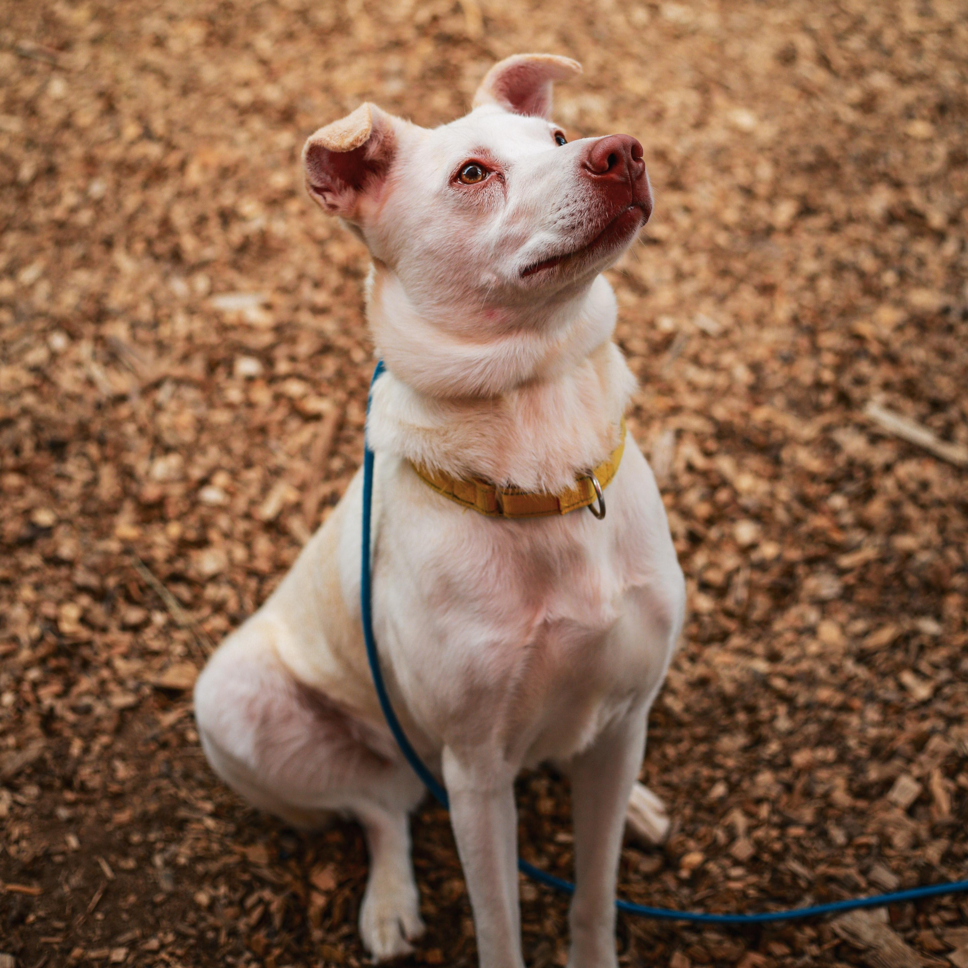 Enlarge Trix- Perfect Size Girl, a ADOPTABLE Mixed Breed in Grass Valley, CA image 2/4