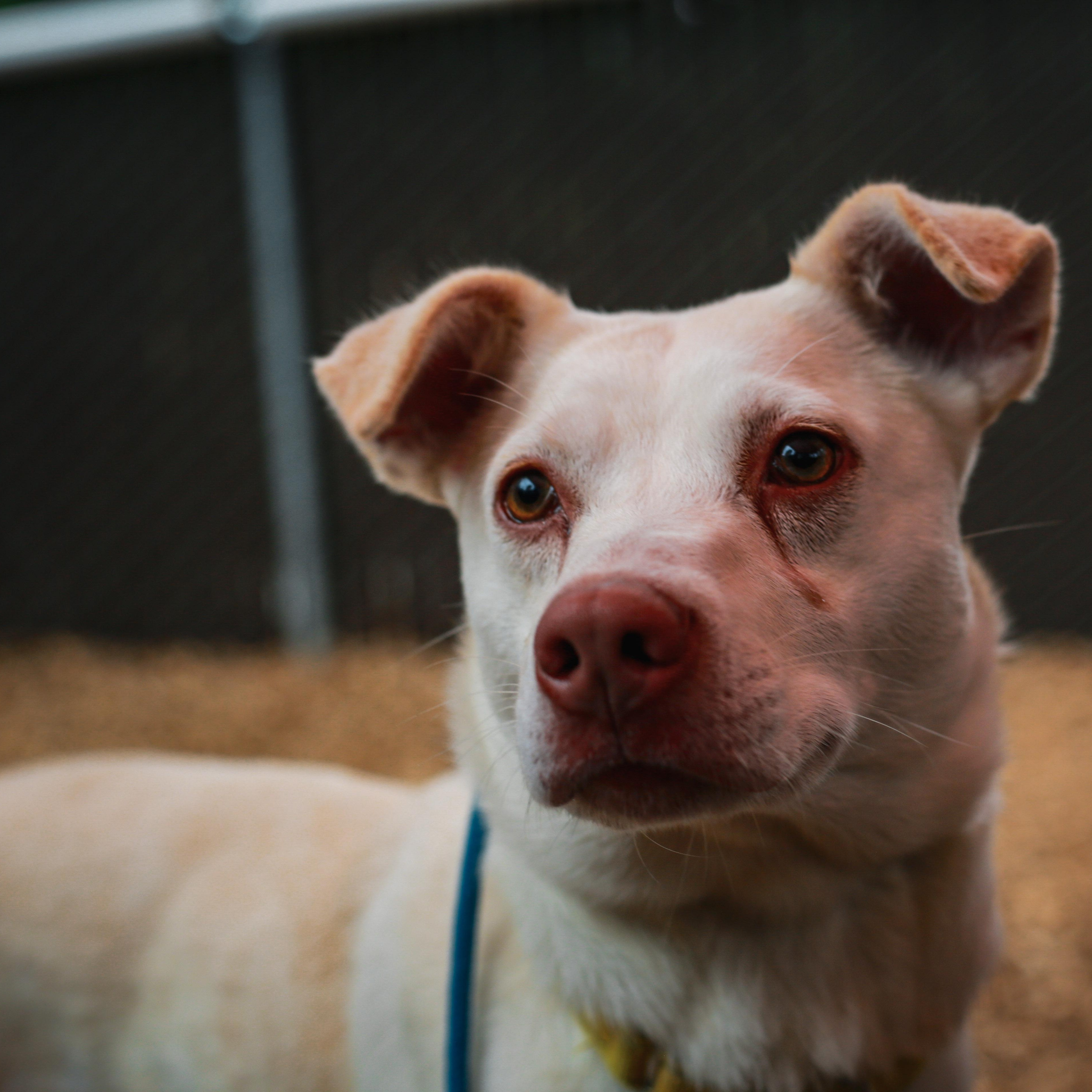 Enlarge Trix- Perfect Size Girl, a ADOPTABLE Mixed Breed in Grass Valley, CA image 3/4