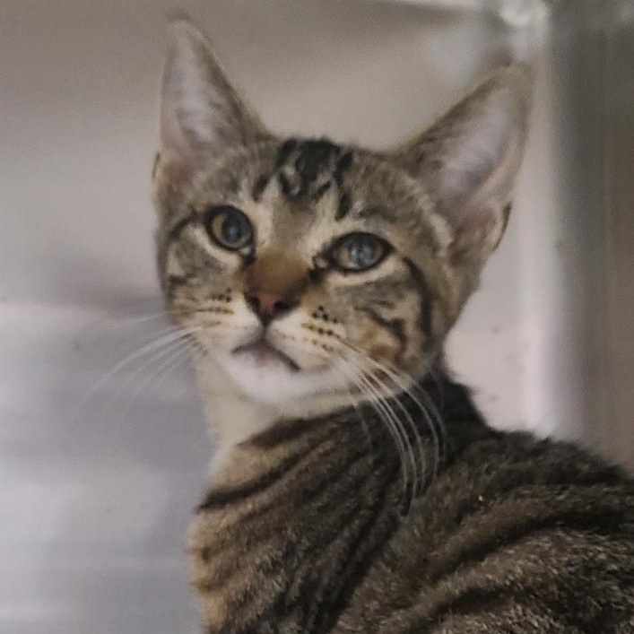 Tic Tac Tilly, Adoptable, Kitten Female Domestic Short Hair.