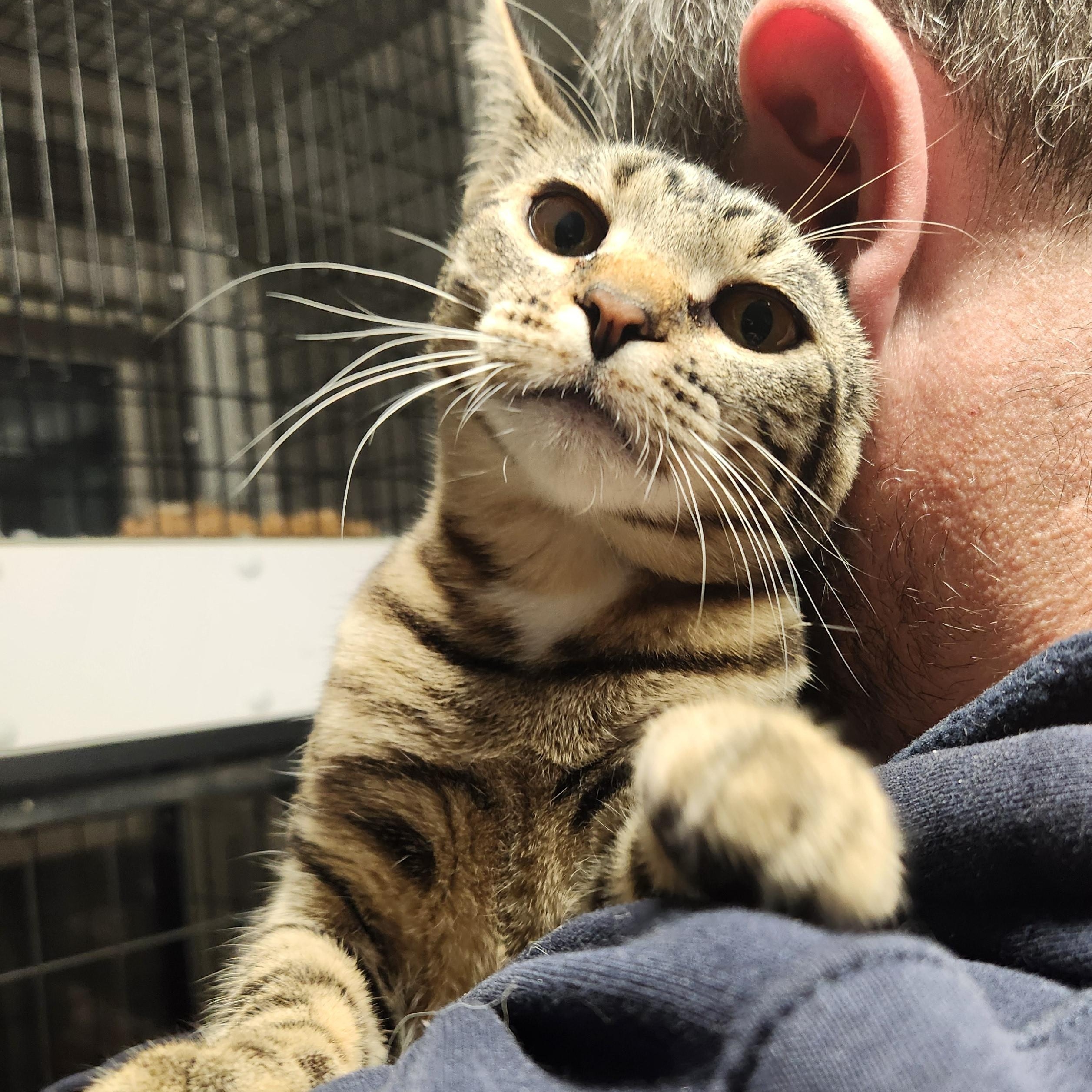 TIC TAC TILLY ~GOOFY GIRL~, Adoptable, Kitten Female Domestic Short Hair.