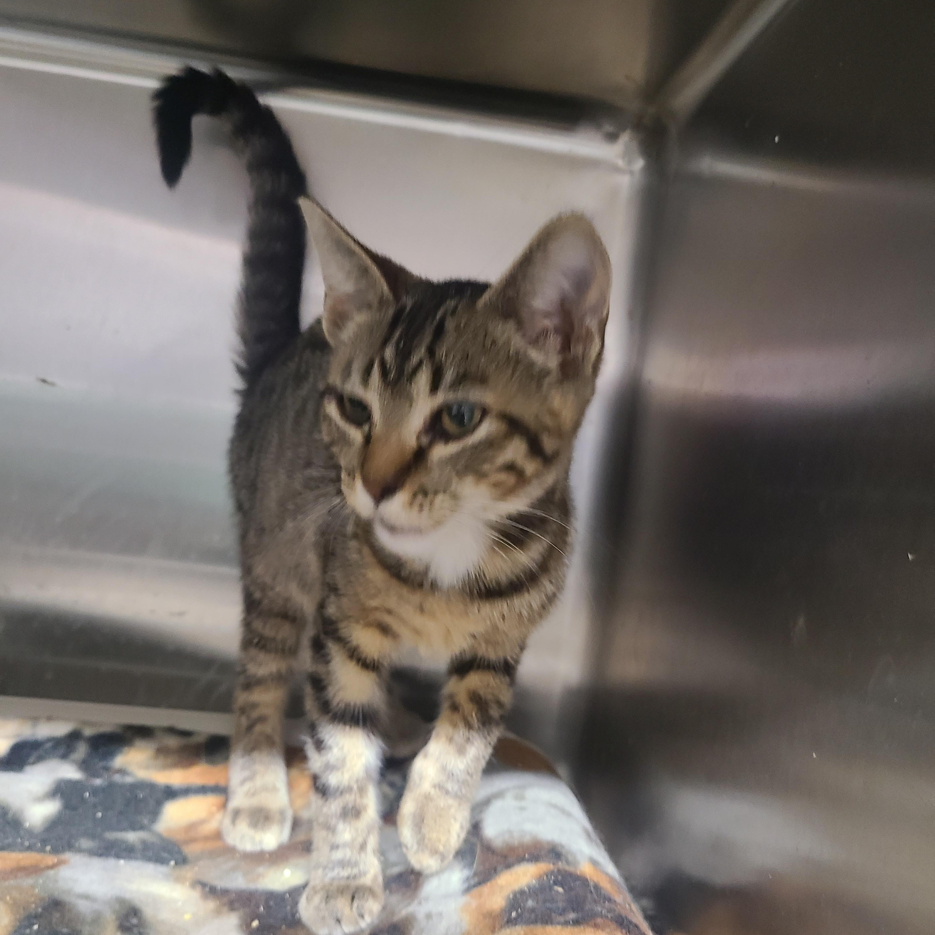 Enlarge Tic Tac Tilly, a Adoptable Domestic Short Hair in Barron, WI image 3/4