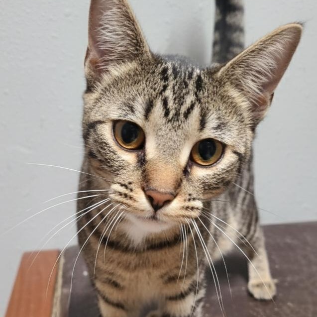 Help! I'm Growing Up Here! TIC TAC TILLY >>The World’s Sweetest Safety Hazard<<, Adoptable, Kitten Female Domestic Short Hair.
