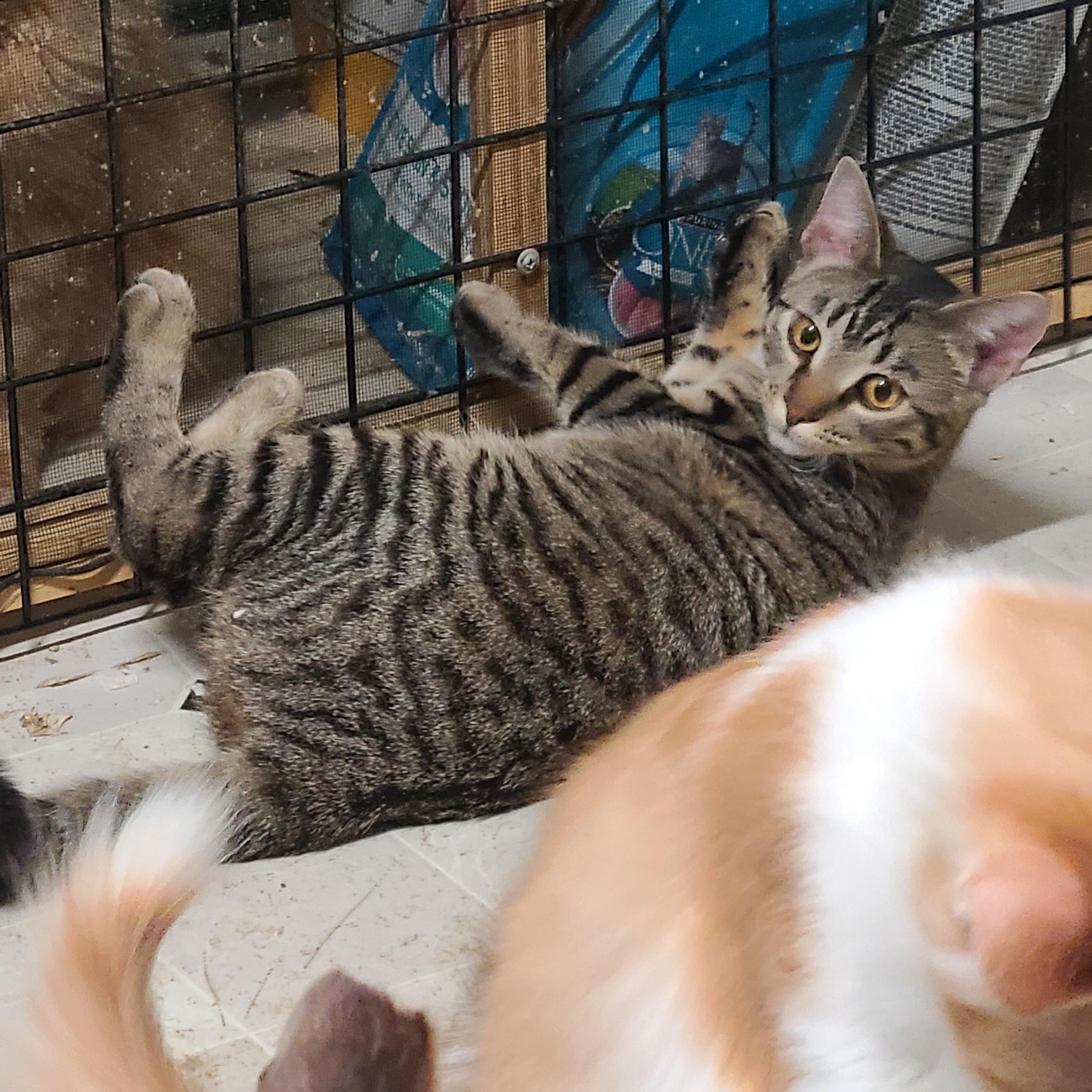 Enlarge TIC TAC TILLY ~GOOFY GIRL~, a Adoptable Domestic Short Hair in Barron, WI image 5/5