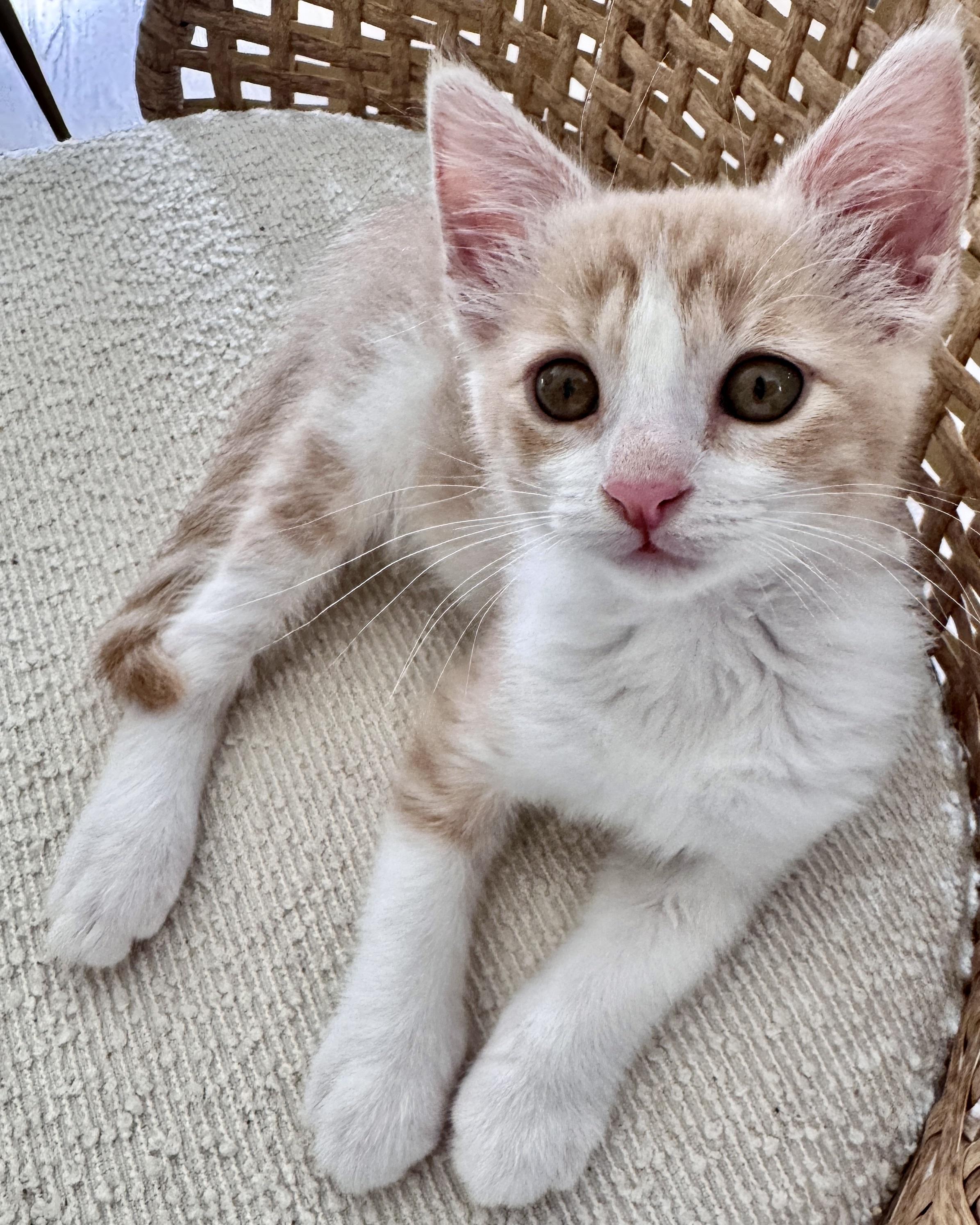 Enlarge Fergus, a Adopted Domestic Short Hair in San Francisco, CA image 1/4