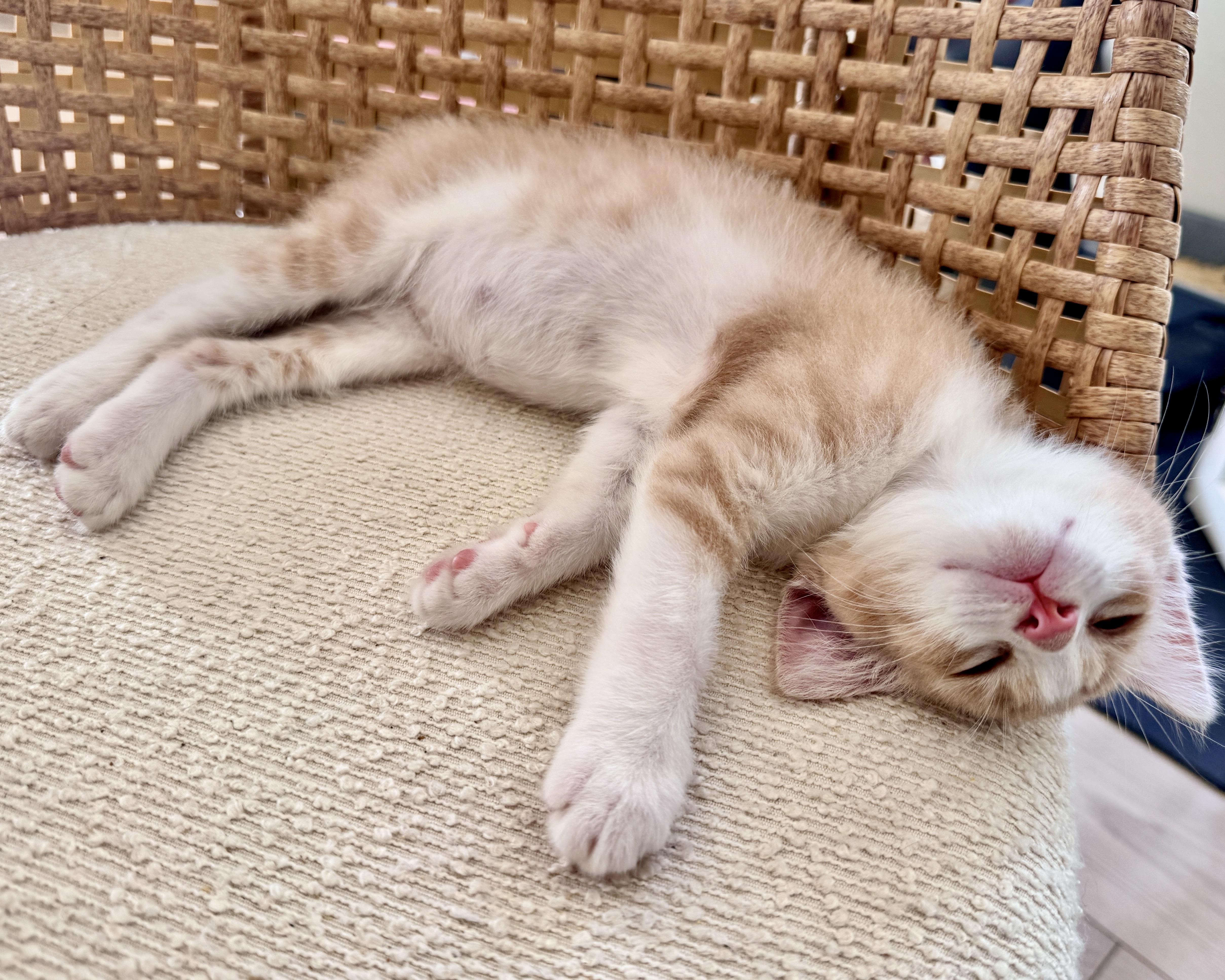 Enlarge Fergus, a Adopted Domestic Short Hair in San Francisco, CA image 3/4