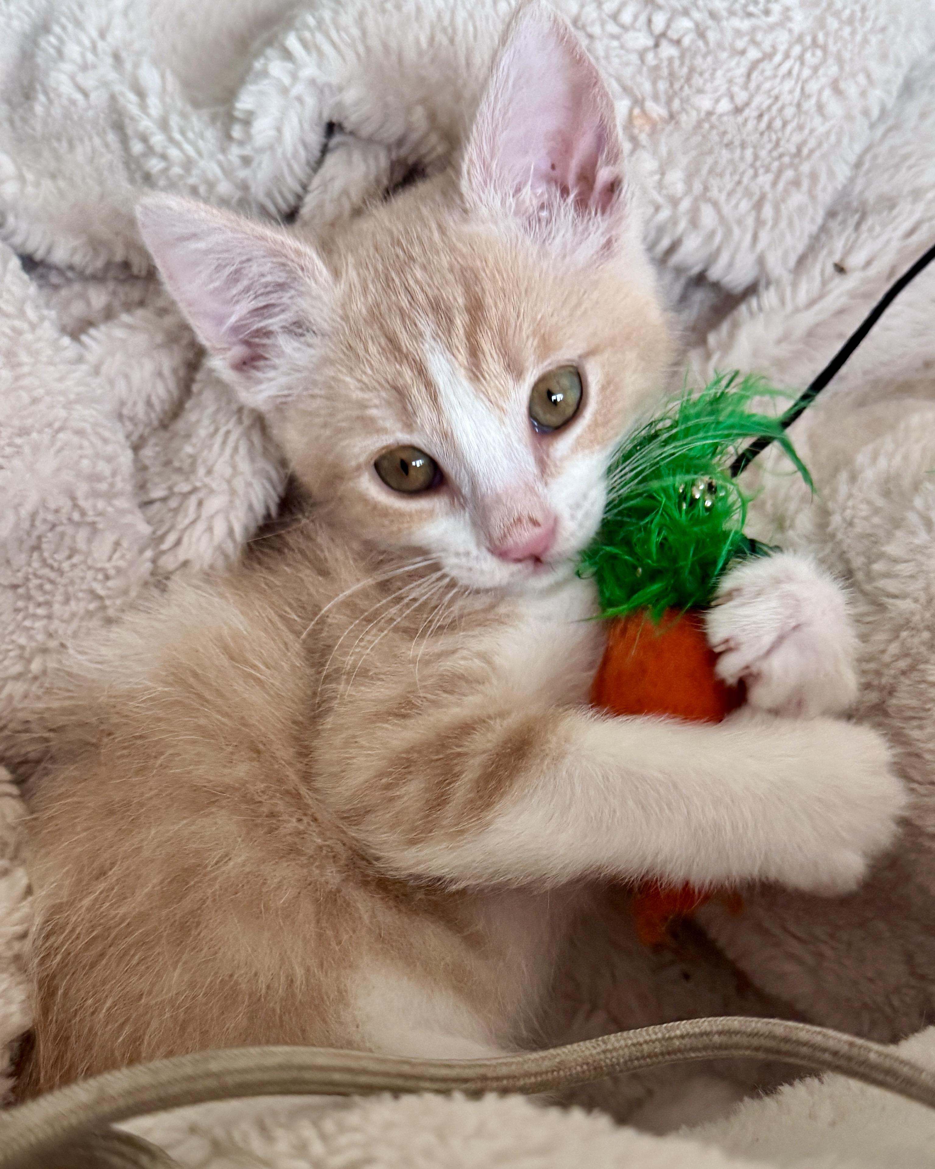 Enlarge Fergus, a Adopted Domestic Short Hair in San Francisco, CA image 4/4