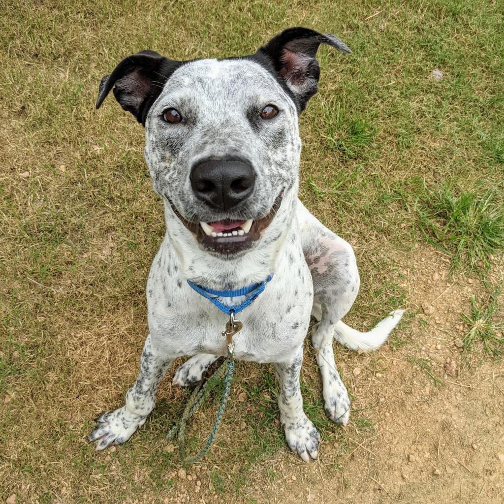 Enlarge Jack, a Adoptable mixed breed in Austin, TX image 1/6