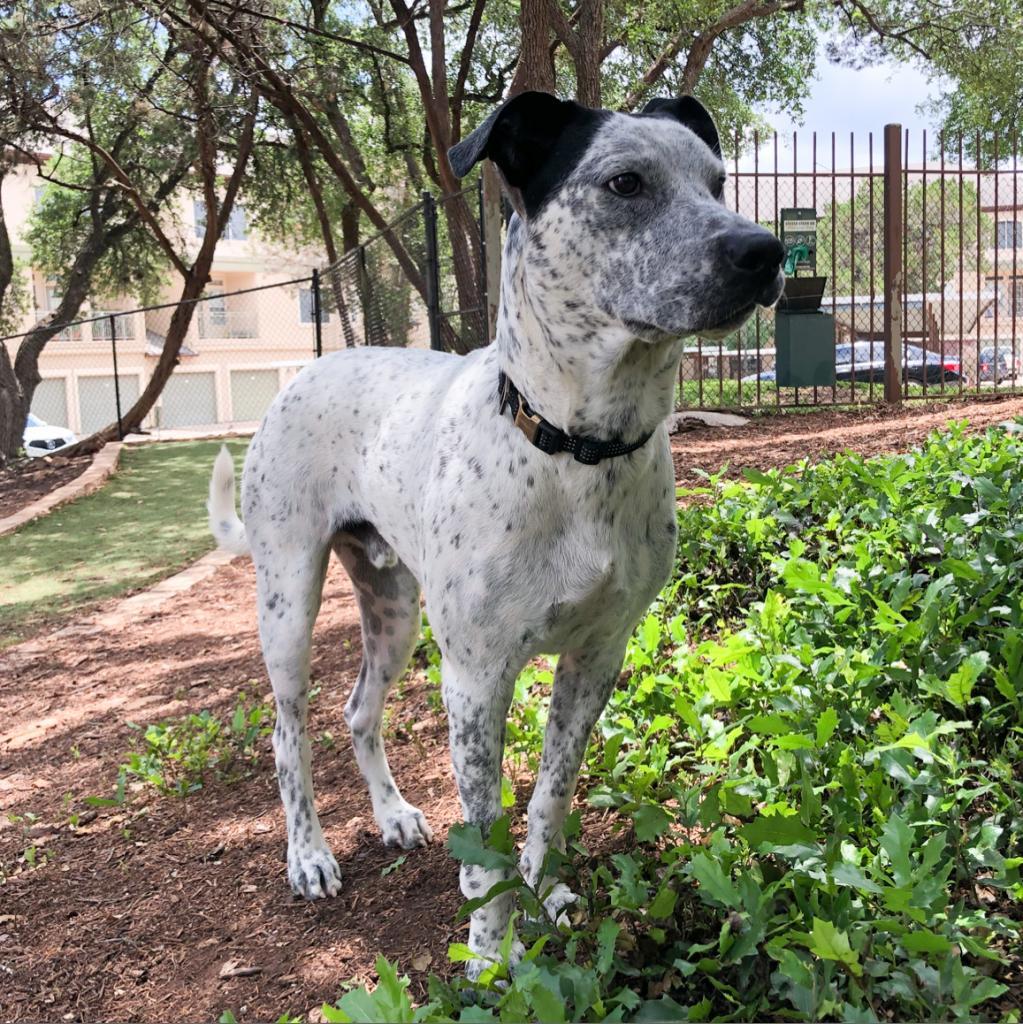 Enlarge Jack, a Adoptable mixed breed in Austin, TX image 2/6