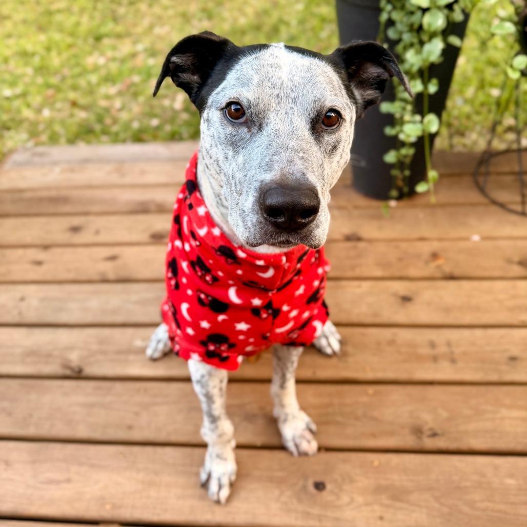 Enlarge Jack, a Adoptable mixed breed in Austin, TX image 3/6