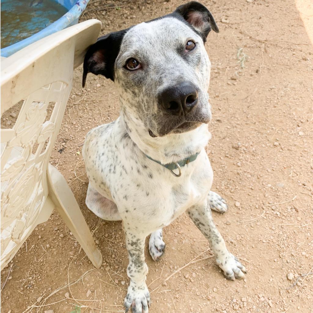 Enlarge Jack, a Adoptable mixed breed in Austin, TX image 4/6