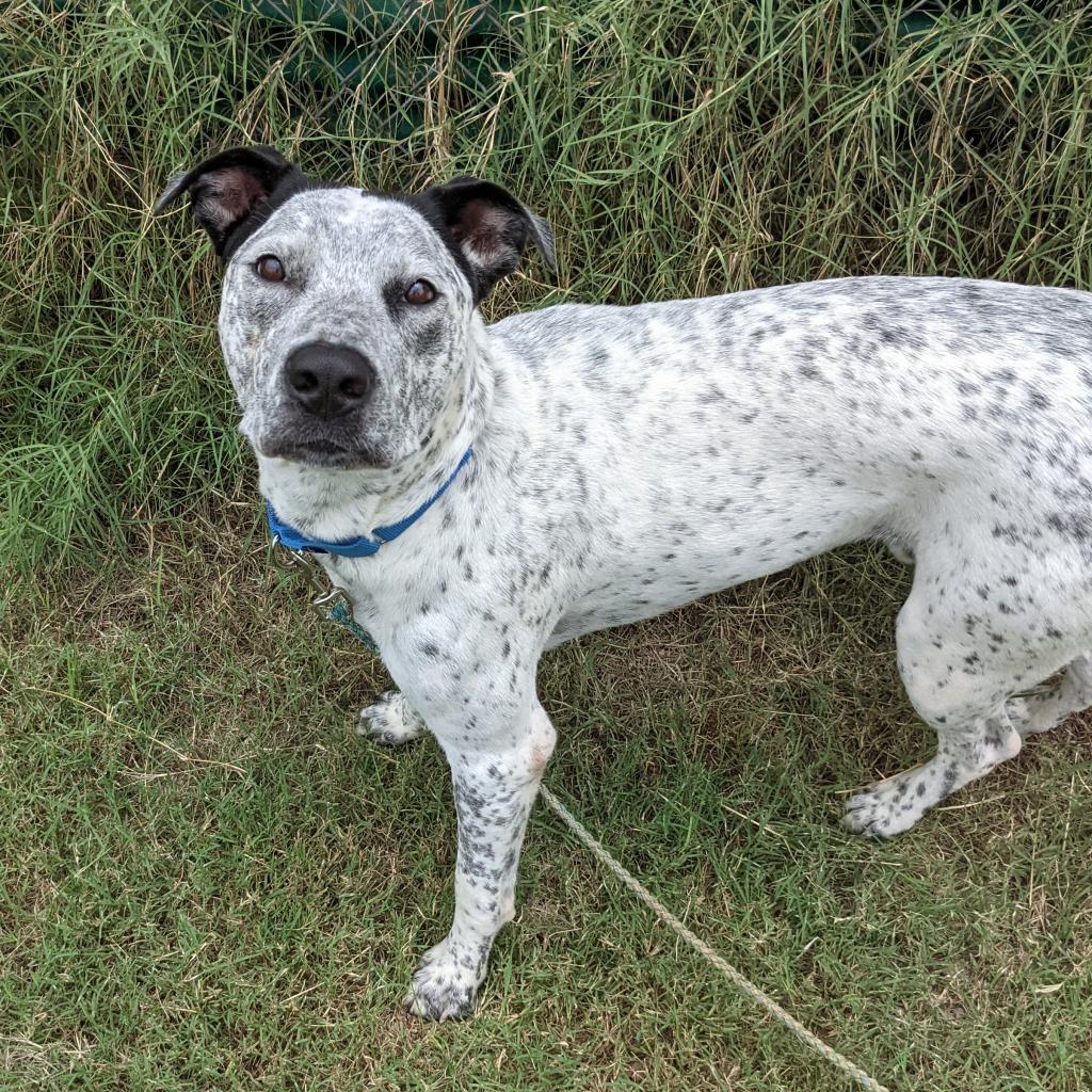 Enlarge Jack, a Adoptable mixed breed in Austin, TX image 5/6