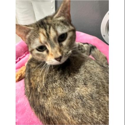 Enlarge Lady Kat (fka Pearl) C006472, a Adoptable Domestic Short Hair in Prosper, TX image 2/3