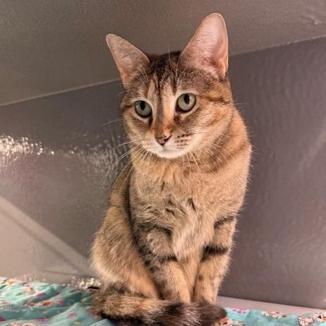 Enlarge Lady Kat (fka Pearl) C006472, a Adoptable Domestic Short Hair in Prosper, TX image 3/3
