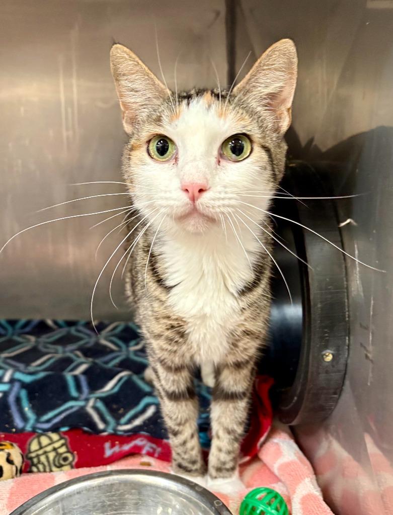 Music, Adoptable, Adult Female Domestic Short Hair.