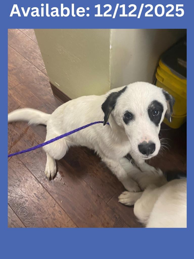 Enlarge Dog Kennel # 2, a Adoptable mixed breed in Greenville, TX image 1/1