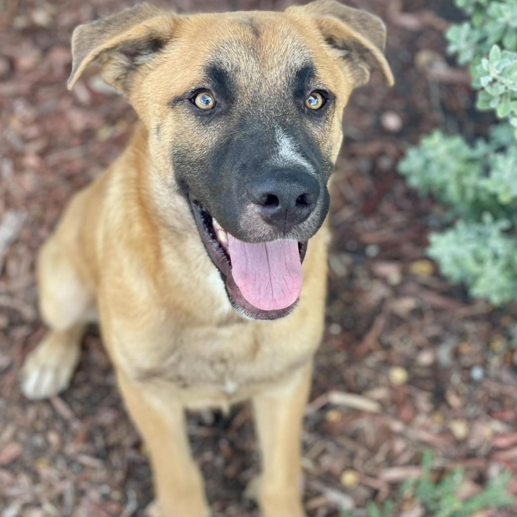 Enlarge Staple (URGENT), a Adoptable mixed breed in Boston, MA image 1/5