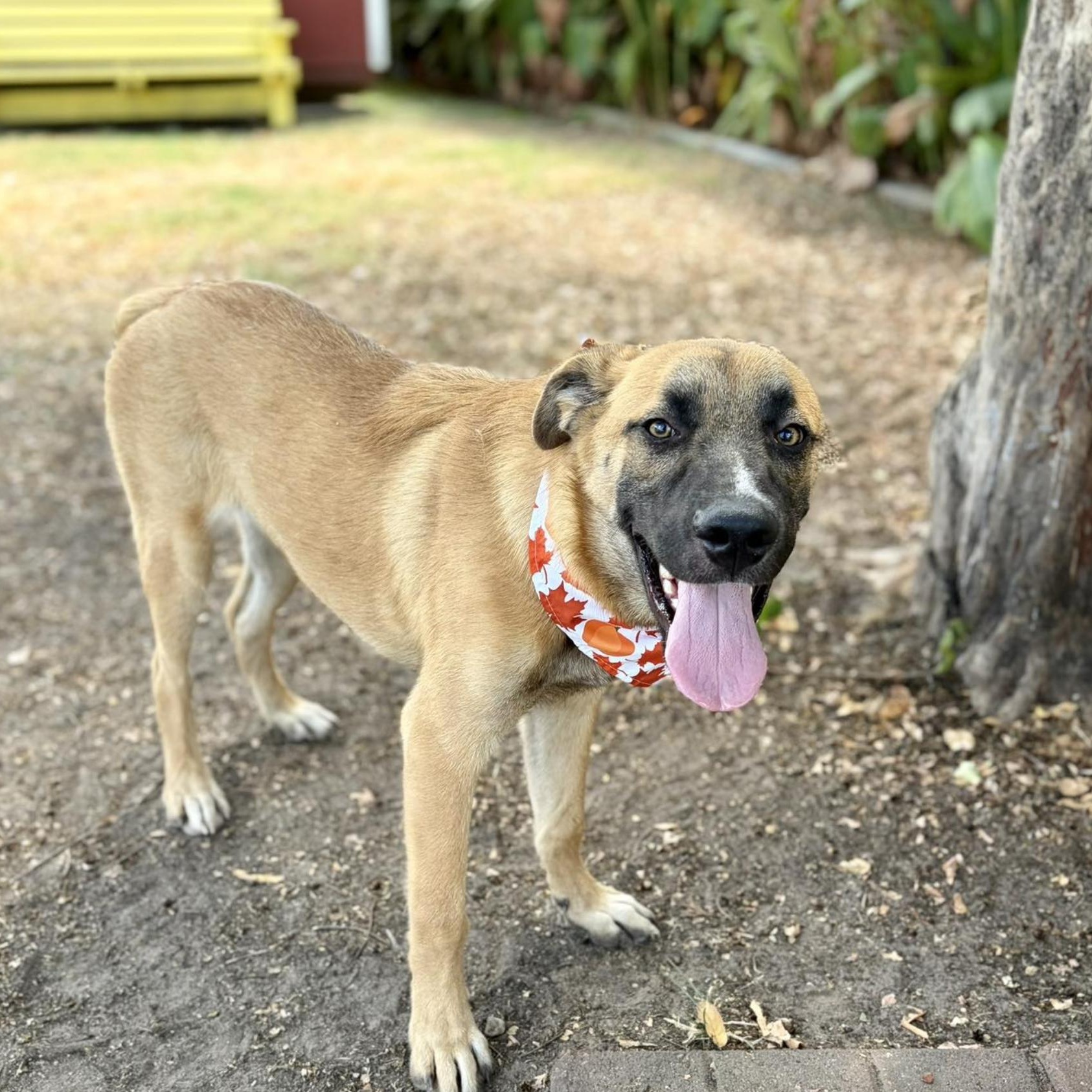 Enlarge Staple (URGENT), a Adoptable mixed breed in Boston, MA image 4/5