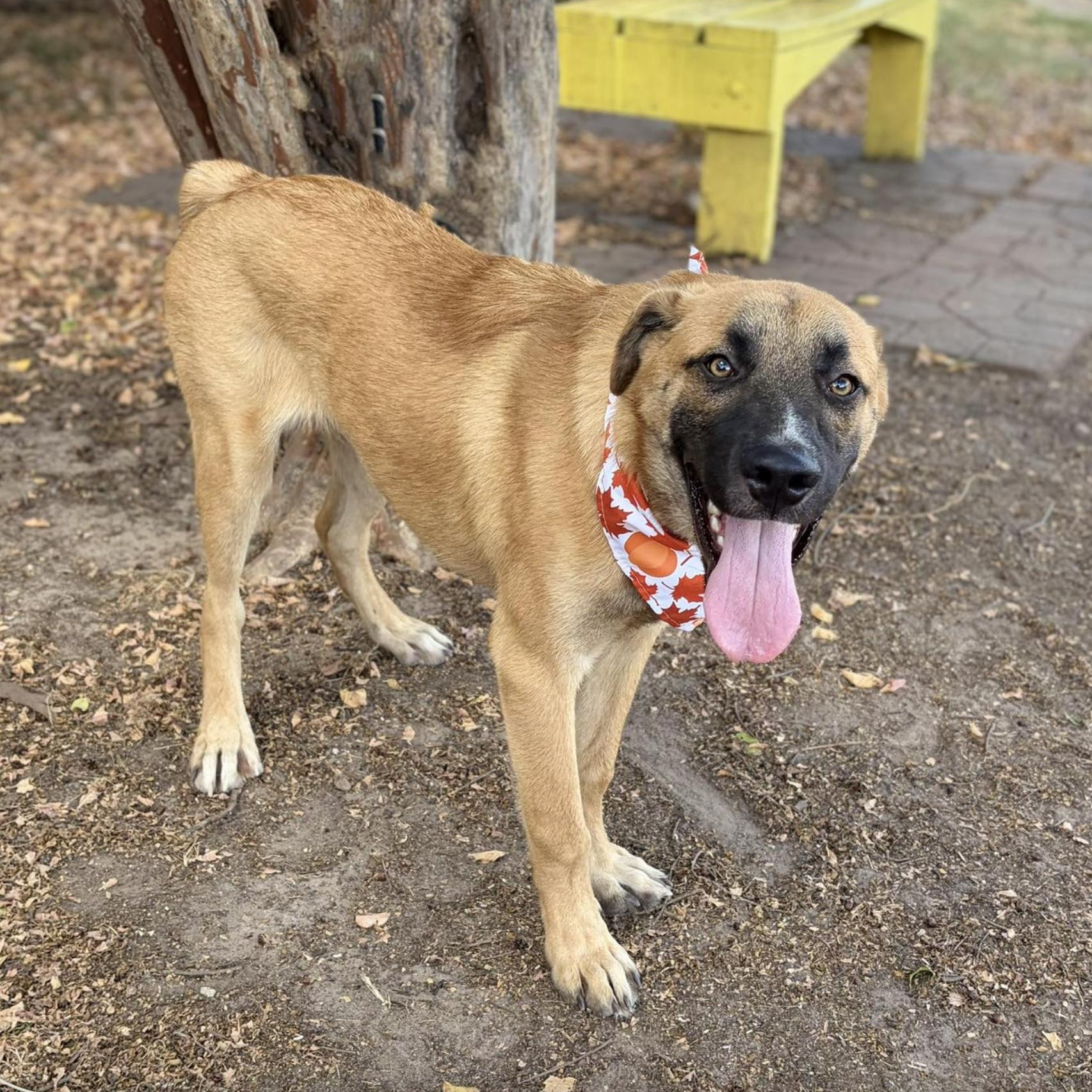 Enlarge Staple (URGENT), a Adoptable mixed breed in Boston, MA image 3/5