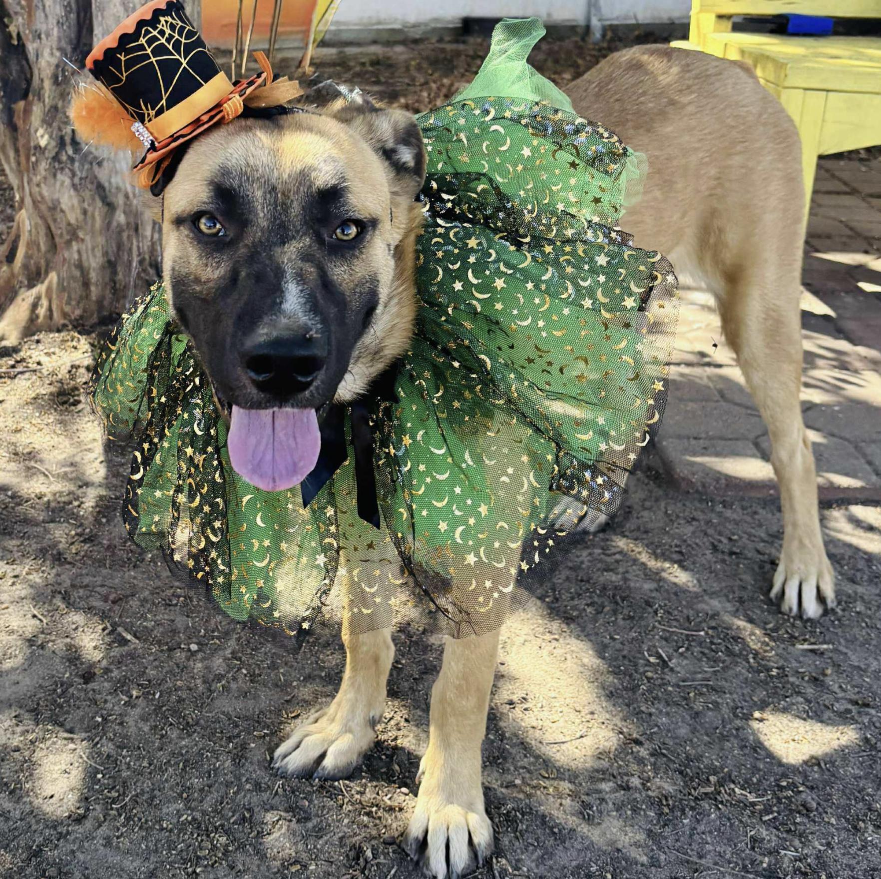 Enlarge Staple (URGENT), a Adoptable mixed breed in Boston, MA image 5/5