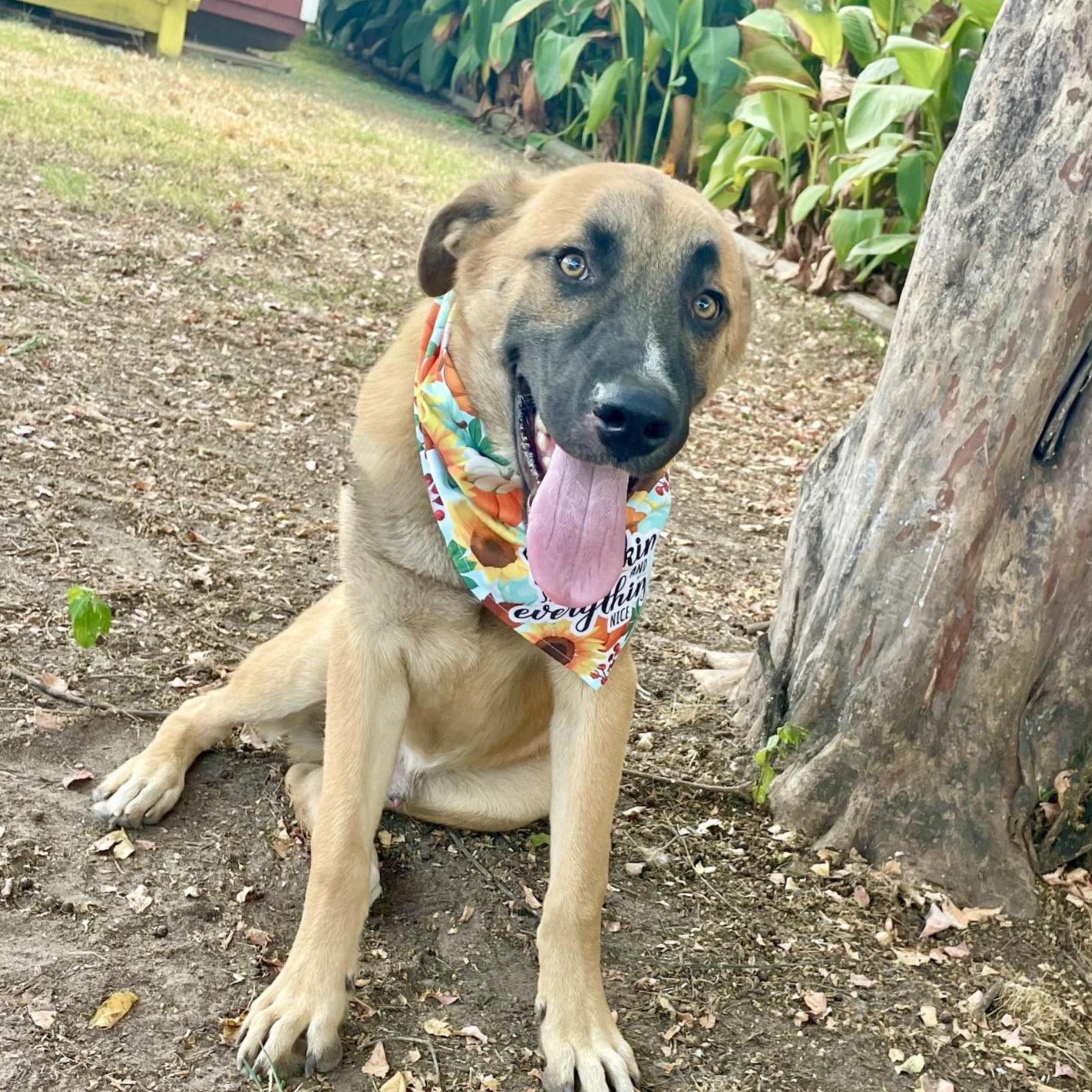 Enlarge Staple (URGENT), a Adoptable mixed breed in Boston, MA image 2/5