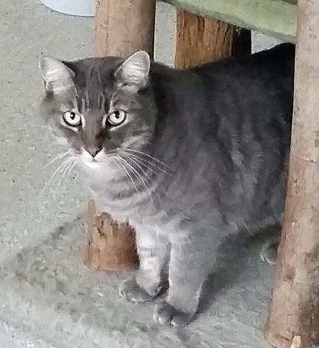 Covenant, Adoptable, Senior Male Domestic Short Hair & Tabby.