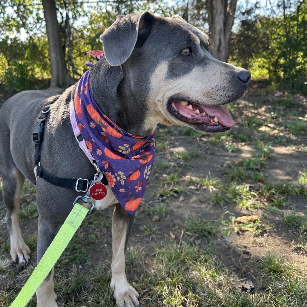 Liz, Adoptable, Adult Female Pit Bull Terrier.