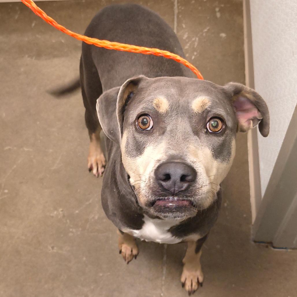 Enlarge Liz, a Adoptable Pit Bull Terrier in Tulsa, OK image 2/6