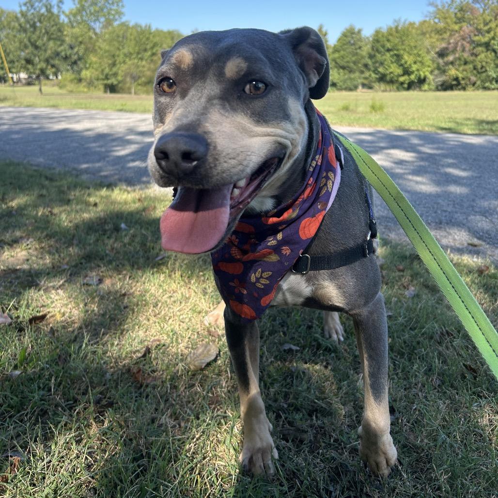 Enlarge Liz, a Adoptable Pit Bull Terrier in Tulsa, OK image 5/6