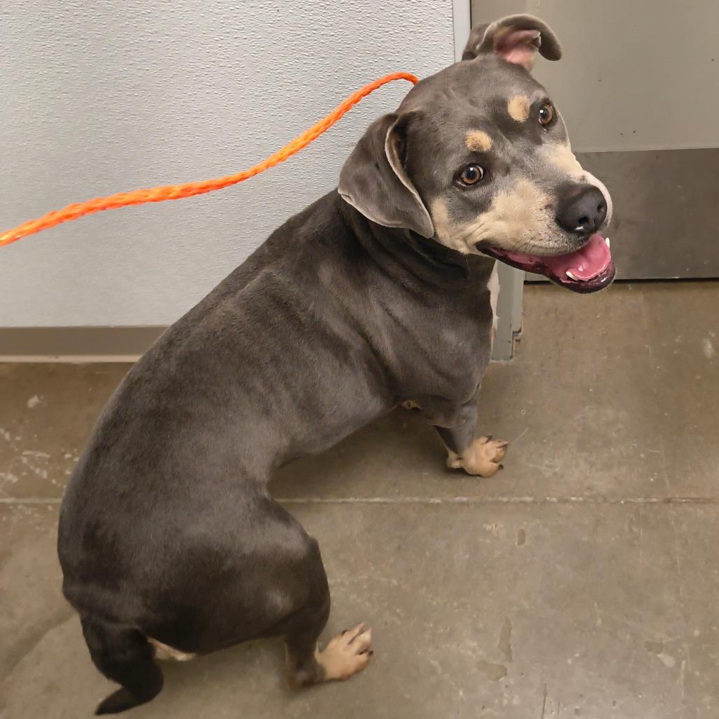 Enlarge Liz, a Adoptable Pit Bull Terrier in Tulsa, OK image 6/6