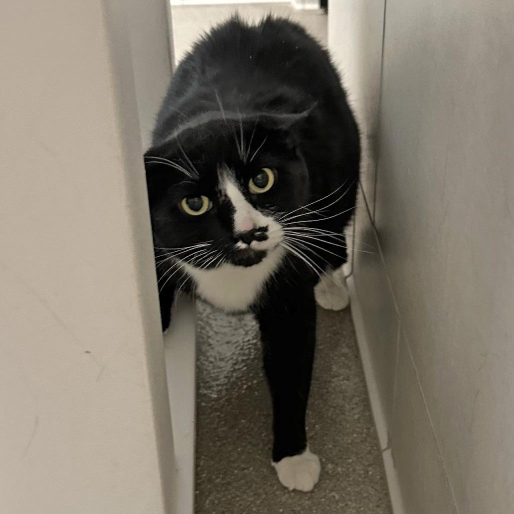 Cain, Adoptable, Adult Male Domestic Short Hair.