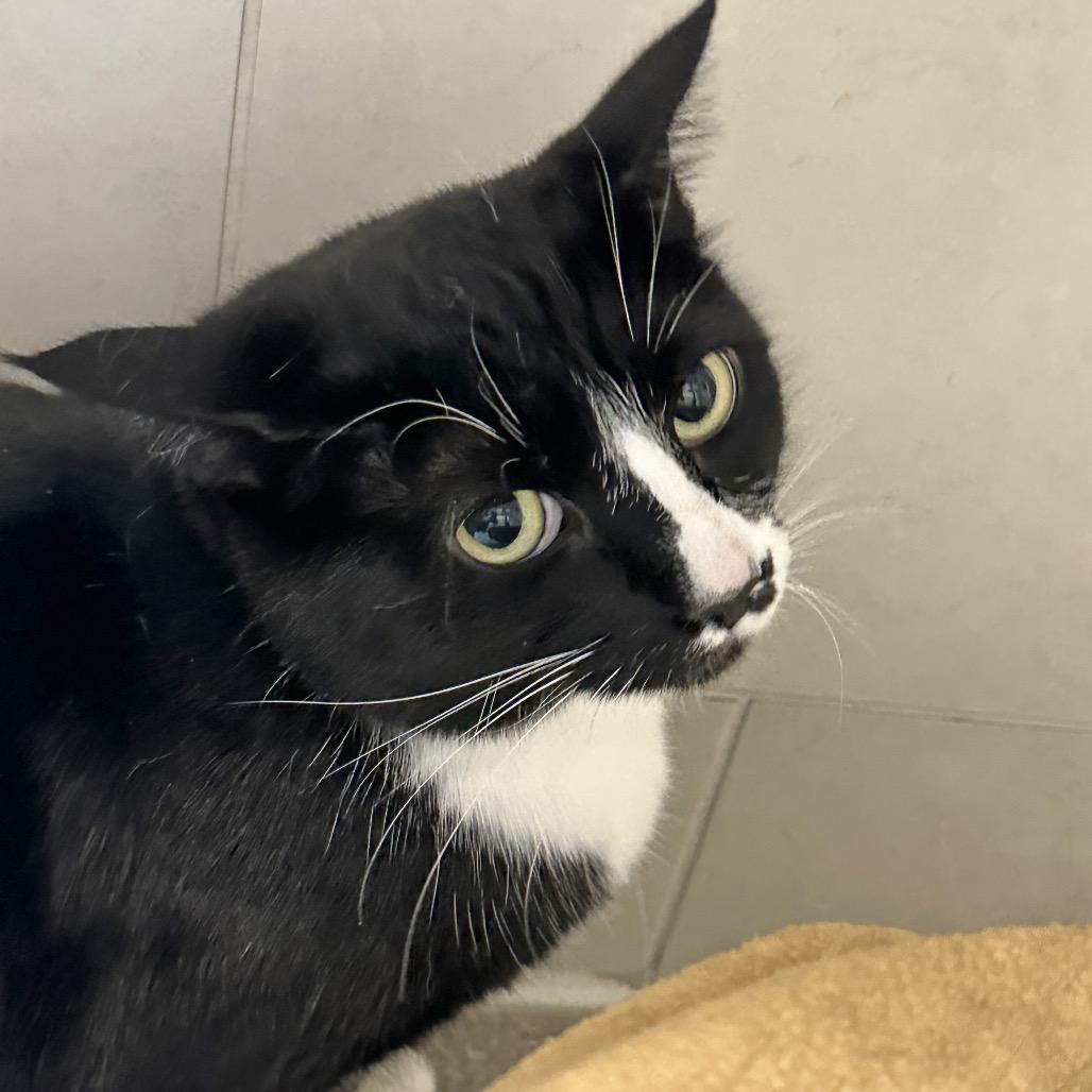 Cain, a Adoptable Domestic Short Hair in Hailey, ID image 2/5