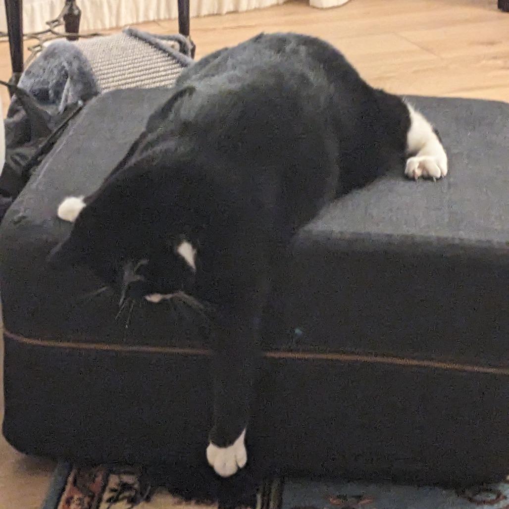 Cain, a Adoptable Domestic Short Hair in Hailey, ID image 3/6