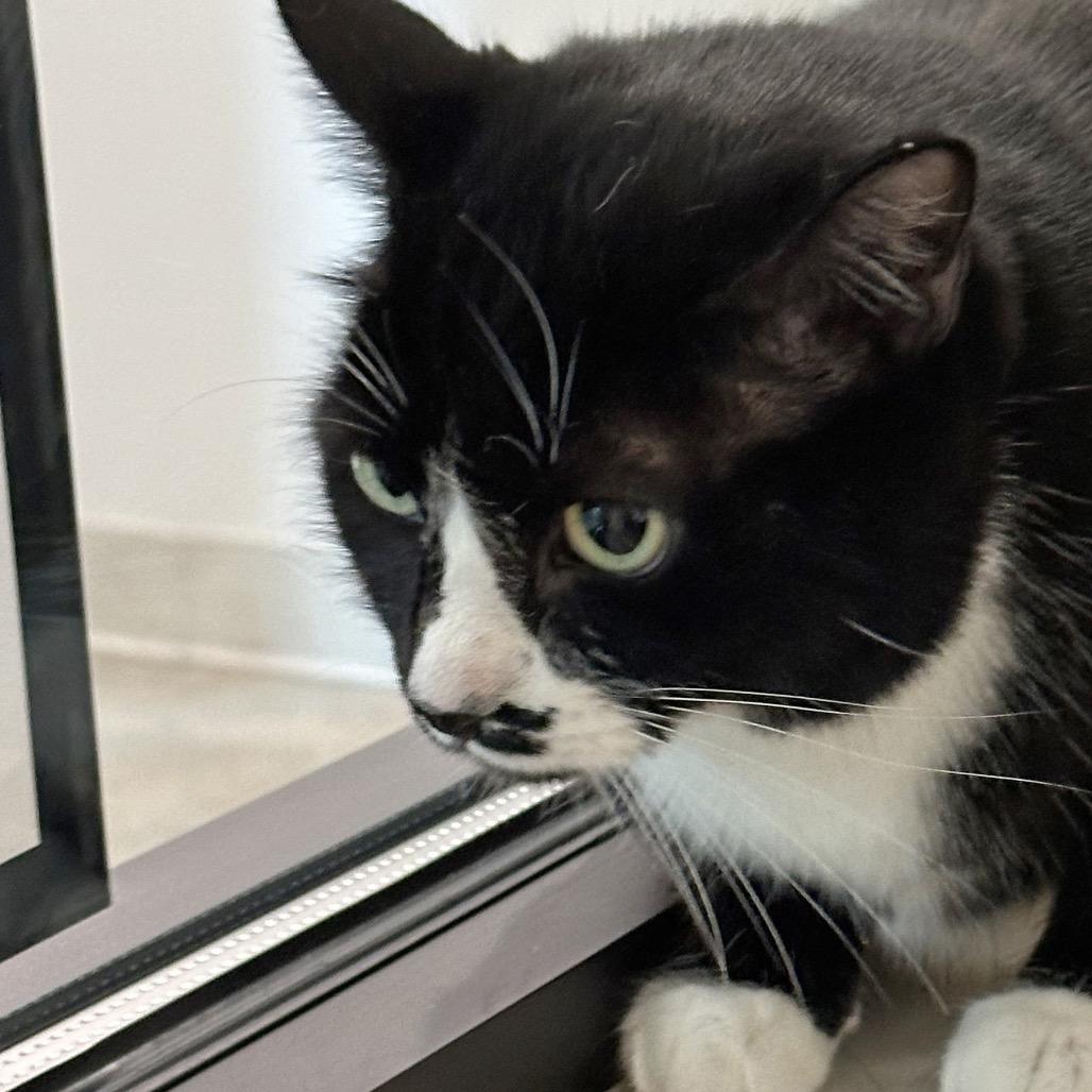 Cain, a Adoptable Domestic Short Hair in Hailey, ID image 3/5