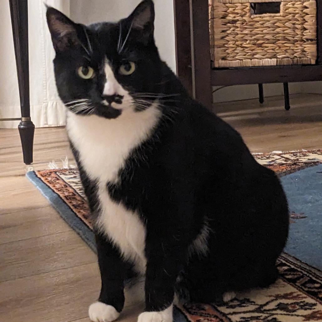 Cain, a Adoptable Domestic Short Hair in Hailey, ID image 4/5