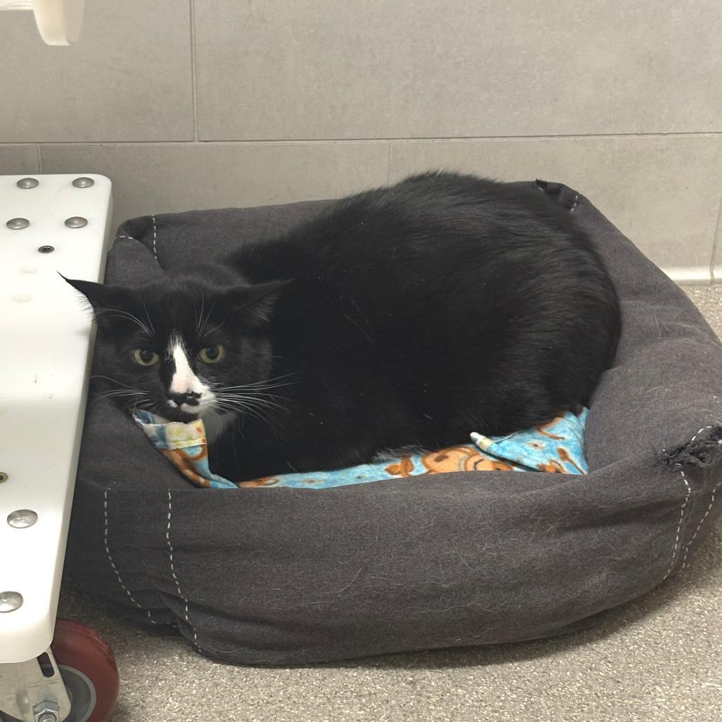 Cain, a Adoptable Domestic Short Hair in Hailey, ID image 5/5