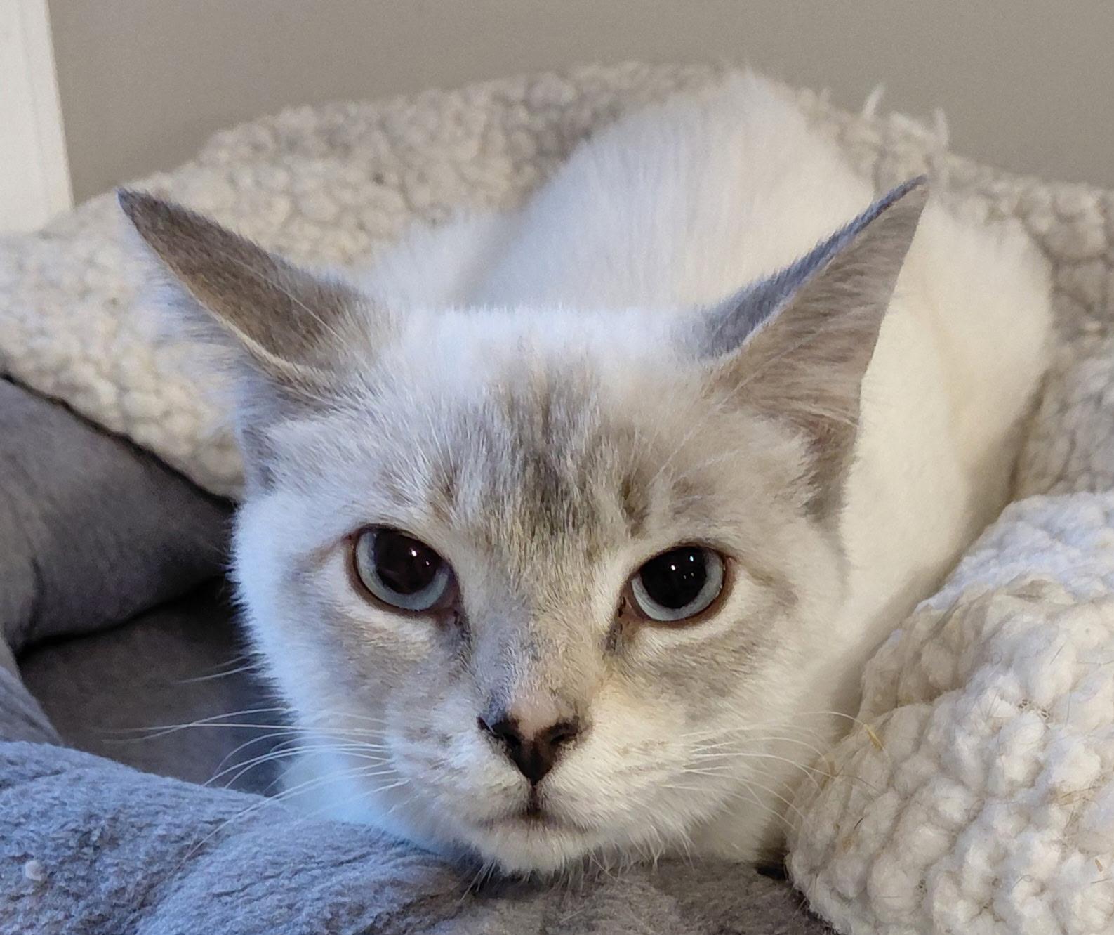 Holly, an adopted Siamese in Landenberg, PA image 1/3