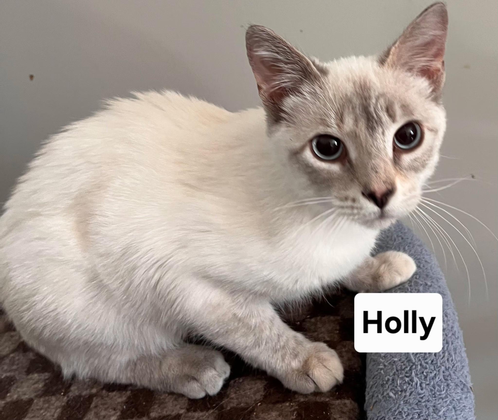 Holly, an adopted Siamese in Landenberg, PA image 2/3