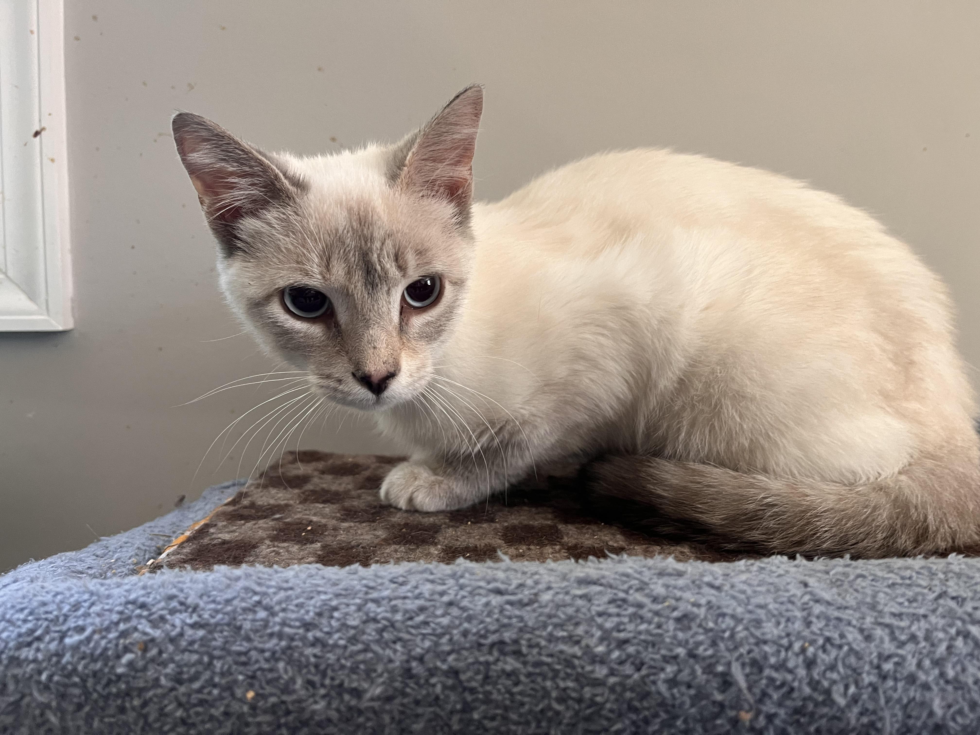 Holly, an adopted Siamese in Landenberg, PA image 3/3