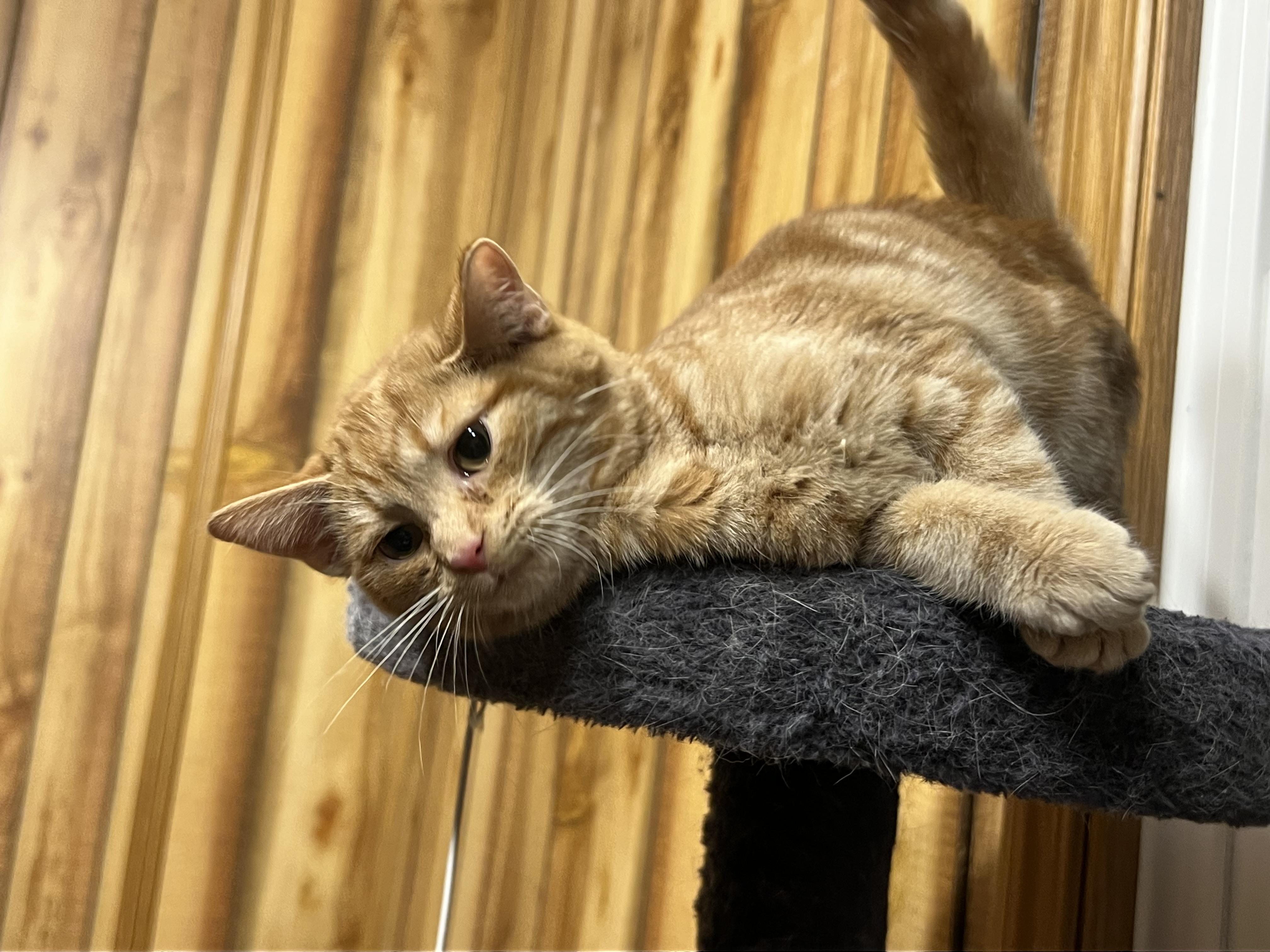 Butterscotch Q thumbnail 3