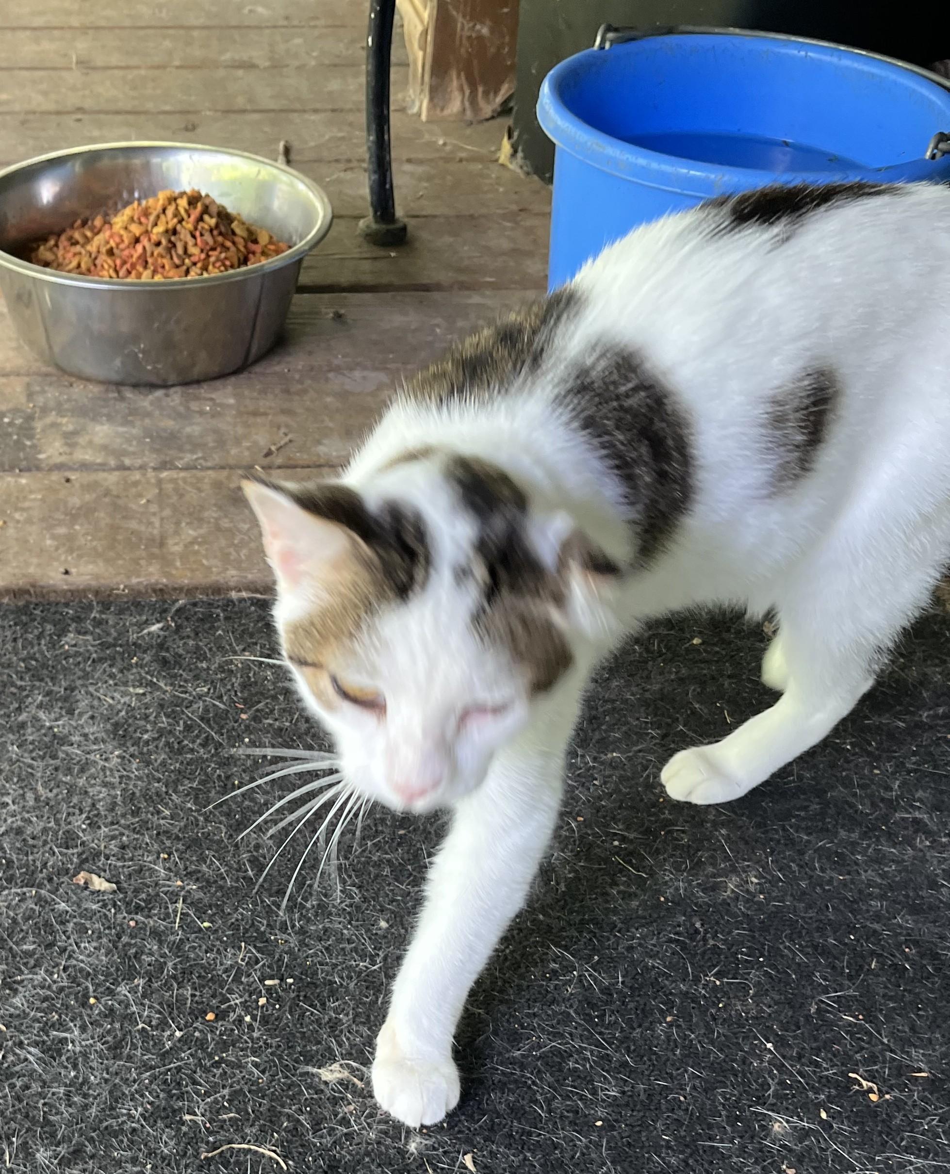 Enlarge Simba, a Adoptable Domestic Short Hair in Avon, NY image 2/2