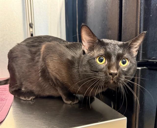 Enlarge MR. WHISKERS, a Adoptable Domestic Short Hair in Minneapolis, MN image 1/1