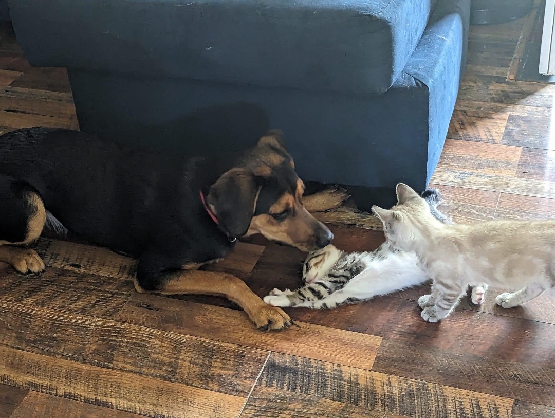 Enlarge FOSTER HOMES NEEDED, a Adoptable Domestic Short Hair in Hudsonville, MI image 2/12