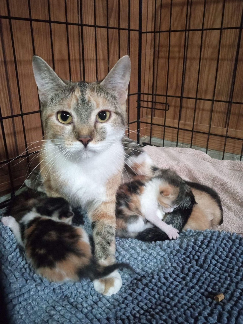 Enlarge FOSTER HOMES NEEDED, a Adoptable Domestic Short Hair in Hudsonville, MI image 3/12