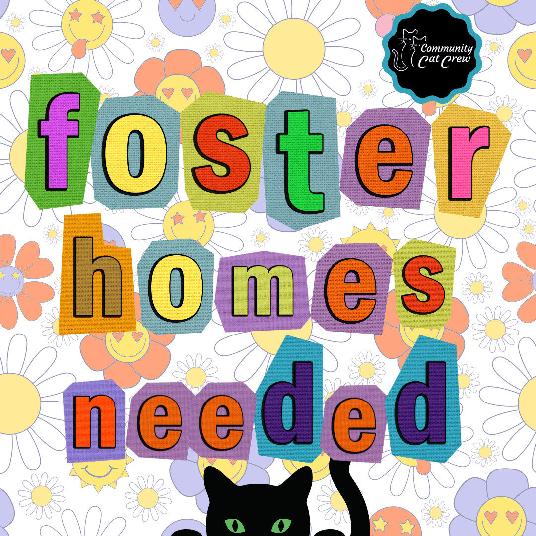 FOSTER HOMES NEEDED