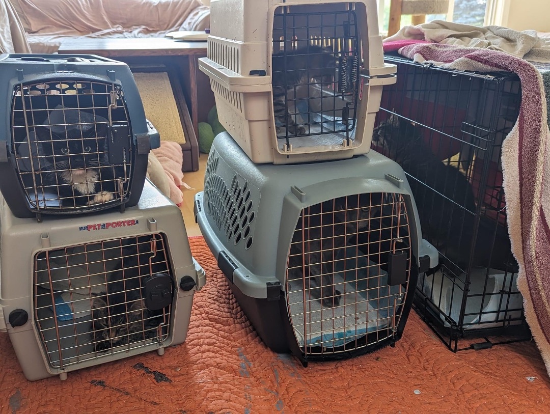 Enlarge FOSTER HOMES NEEDED, a Adoptable Domestic Short Hair in Hudsonville, MI image 5/12