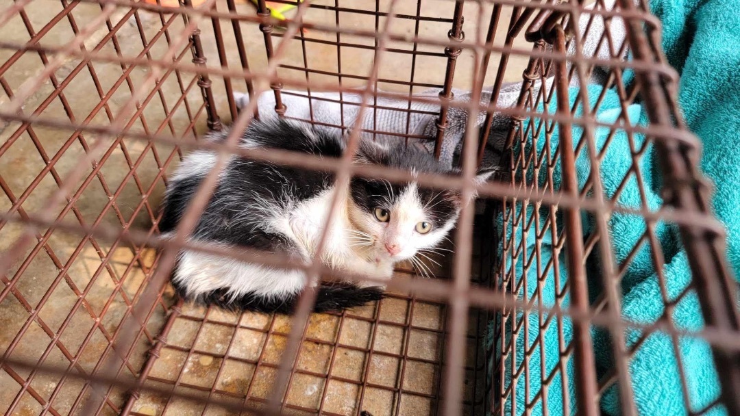 Enlarge FOSTER HOMES NEEDED, a Adoptable Domestic Short Hair in Hudsonville, MI image 6/12