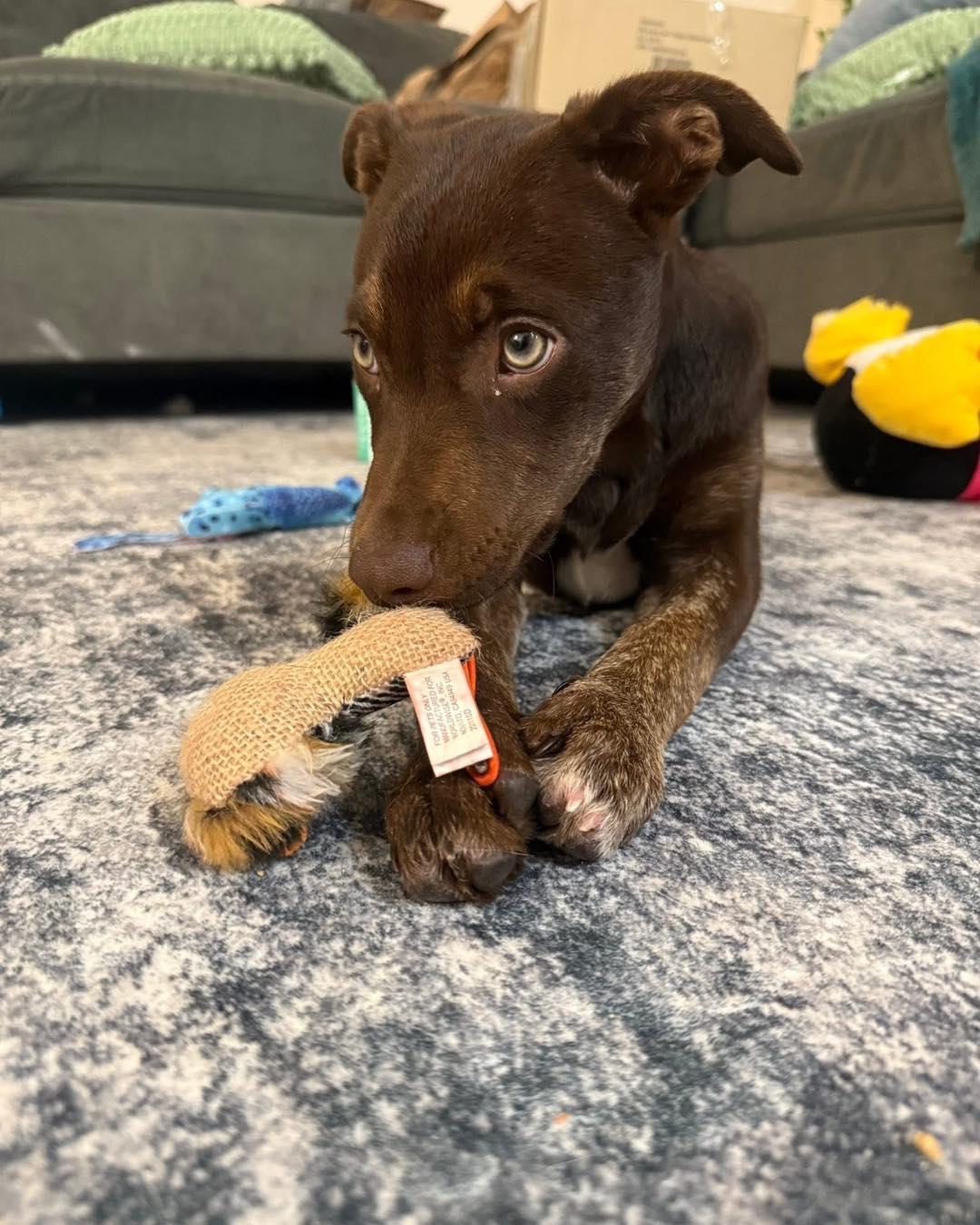 Ruby, adopted, Puppy Female Labrador Retriever.