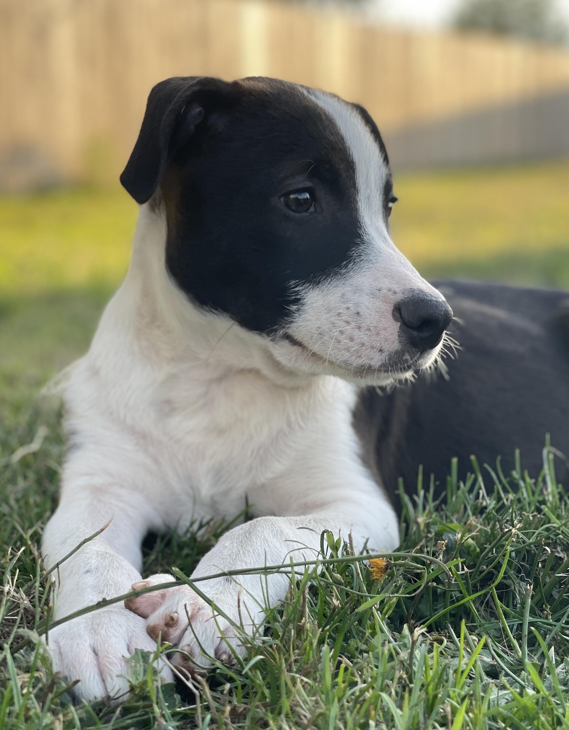 Dutton (Yellowstone litter)