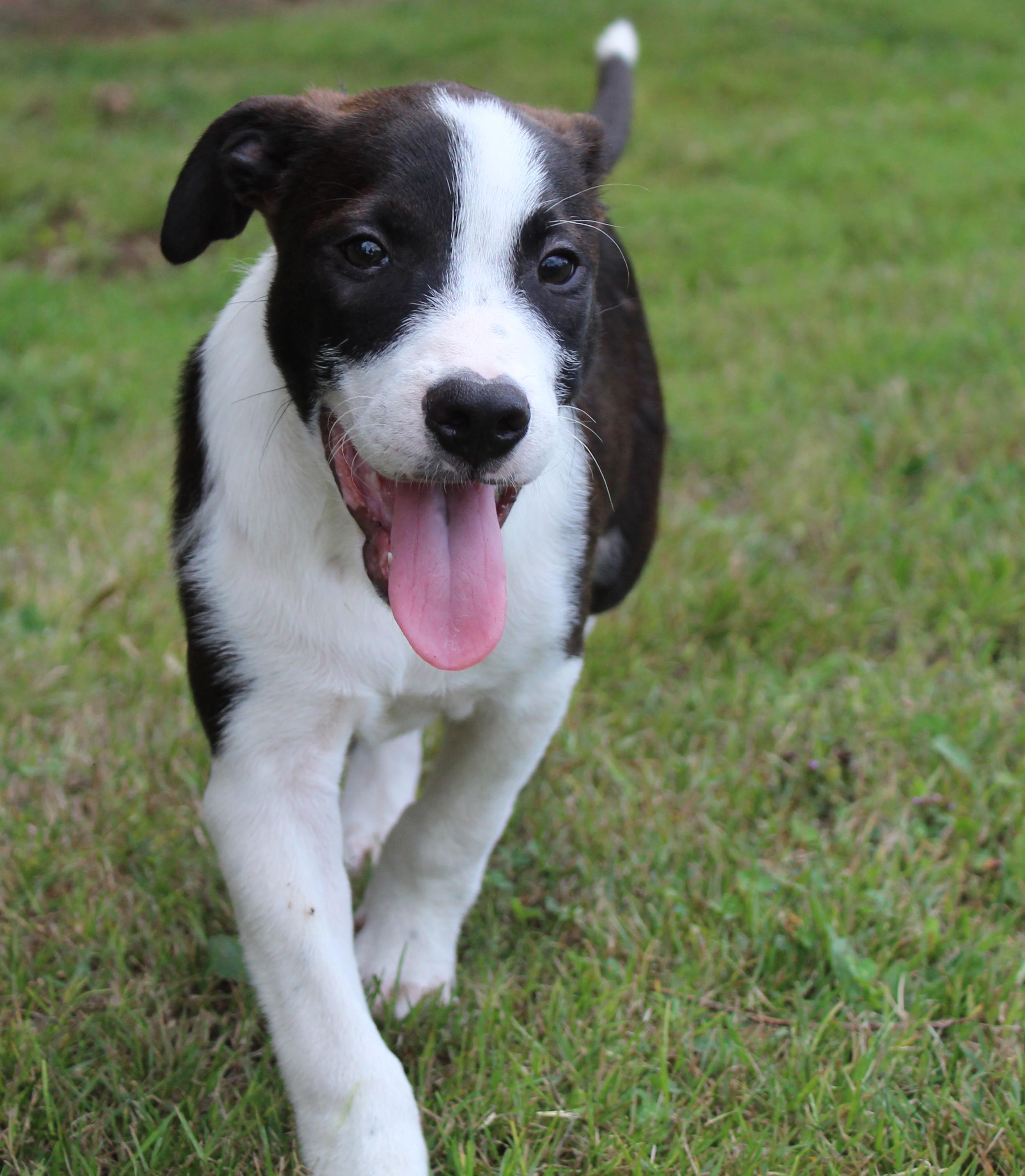 Dutton (Yellowstone litter)
